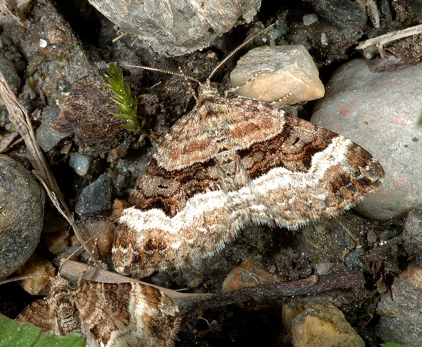 Springkraut-Blattspanner, Xanthorhoe birivata, Habitus.jpg