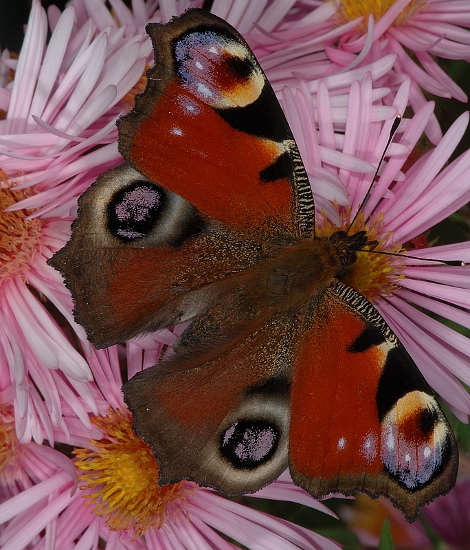 Tagpfauenauge, Inachis io, Oberseite, leichtes Makro.jpg