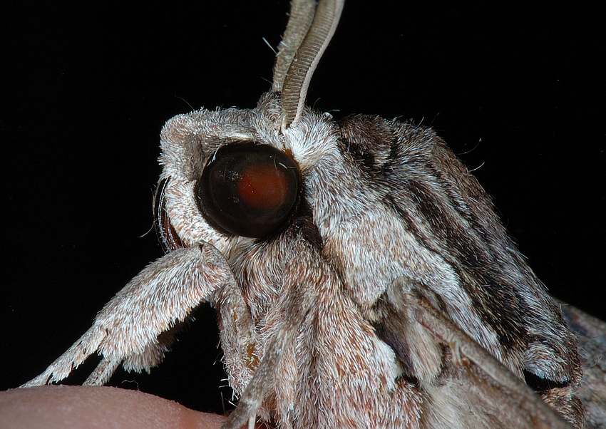Windenschw&auml;rmer, Agrius convolvuli, Auge, Makro.jpg