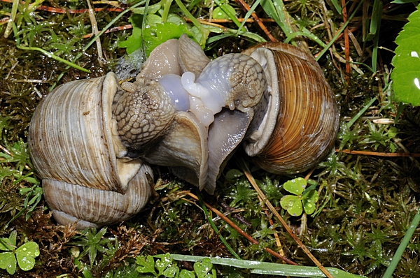 Weinbergschnecken bei der Paarung.