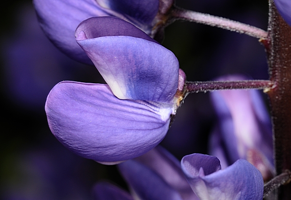 Vielblättrige Lupine, Lupinus polyphyllus.