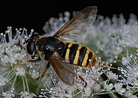 Gelbband-Torfschwebfliege, Sericomyia silentis.