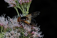 Gemeine Waldschwebfliege, Volucella pellucens.