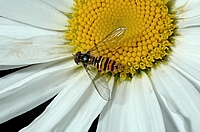 Gemeine Winterschwebfliege, Episyrphus balteatus.