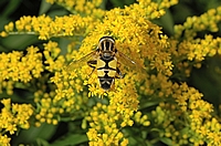 Große Sumpfschwebfliege, helophilus trivittatus.