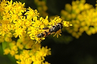 Keulenschwebfliege, Syritta pipiens.