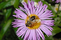 Keilfleck-Schwebfliege, Mistbiene, Eristalis tenax.