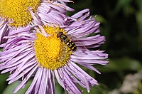 Mondfleck-Feldschwebfliege, Eupeodes luniger.