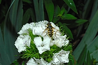 Totenkopfschwebfliege, Myathropa florea, Weibchen.