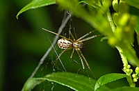 Baldachinspinne, Linyphia triangularis.