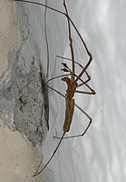 Berg-Streckerspinne, Tetragnatha montana, Männchen.