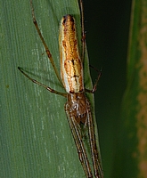 Berg-Streckerspinne, Tetragnatha montana, Weibchen.