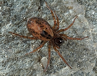 Finsterspinne, Amaurobius fenestralis.