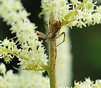 Flachstrecker, Philodromus aureolus.