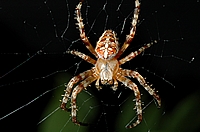 Gartenkreuzspinne, Araneus diadematus, junges Weibchen.