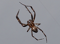 Gartenkreuzspinne, Araneus diadematus, Männchen.