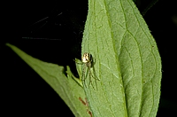 Herbstspinne, Metellina segmentata.