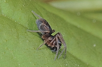 Kräuselspinne, Dictyna uncinata, Männchen.