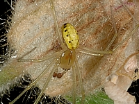 Kugelspinne, Enoplognatha latimana, Männchen.