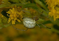 Kugelspinne, Enoplognatha ovata.