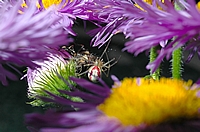 Kugelspinne, Enoplognatha ovata, Weibchen.