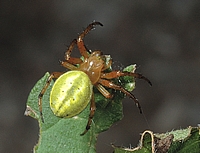 Araniella cf. alpica.