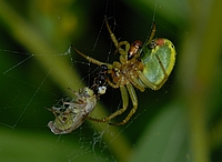 Kürbisspinne, Araniella cf. cucurbitina, Weibchen.