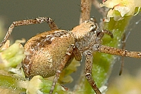 Laufspinne philodromus sp.