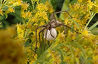 Listspinne, Pisaura mirabilis, Weibchen.