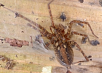 Rostrote Winkelspinne, Tegenaria ferruginea.