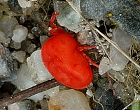 Rote Samtmilbe, Trombidium holosericeum.