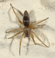 Sackspinne, Clubiona sp.