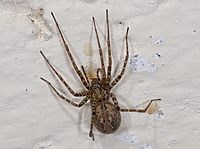 Waldwinkelspinne Malthonica silvestris.