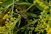 Weberknecht, Phalangium opilio, Weibchen.