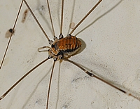 Weberknecht, Leiobunum limbatum, Weibchen.