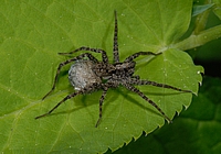 Wolfsspinne, Pardosa amentata, Weibchen mit Eikokon.