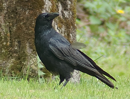 Rabenkrähe Jungvogel, Corvus corone corone.