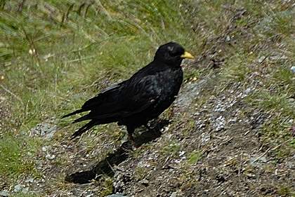 Alpendohle, Pyrrhocorax graculus.