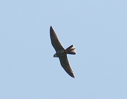 Baumfalke, Falco subbuteo.