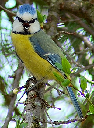 Blaumeise, Parus caeruleus im Prachtkleid.