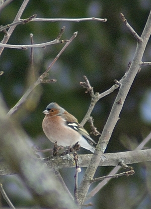 Buchfink, Fringilla coelebs.