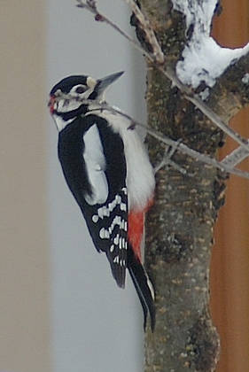 Buntspecht, Dendrocopos major.