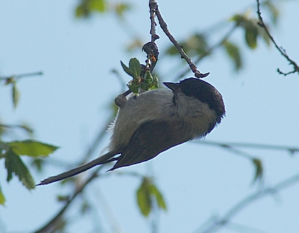 Sumpfmeise, Parus palustris.