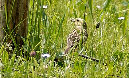 Goldammer, Emberiza citrinella.