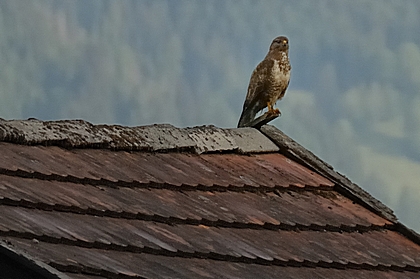 Mäusebussard, Buteo buteo.