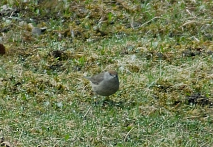 Mönchsgrasmücke, Sylvia atricapilla, Weibchen.