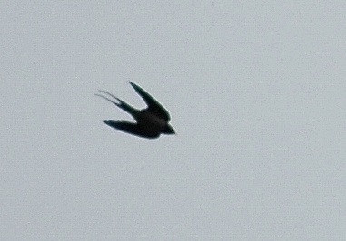 Rauchschwalbe, Hirundo rustica.