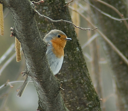 Rotkelchen, Erithacus rubecula, Männchen.