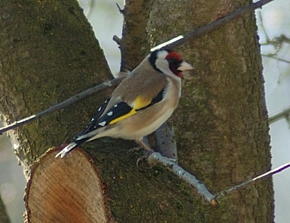 Stieglitz, Distelfink, Carduelis carduelis.