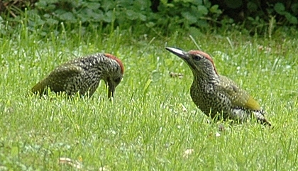 Grünspechte, Picus viridis, Jungvögel.